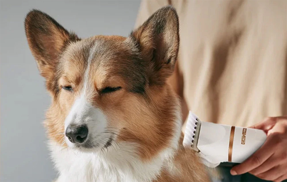 Îngrijirea unui Corgi cu mașina de tuns albă Catlink