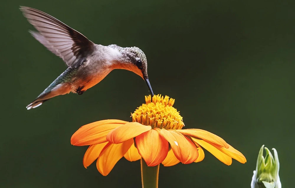 O pasăre colibri în zbor sorbește nectar dintr-o floare mare de portocal, pe un fundal verde închis.