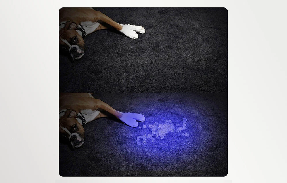 Două fotografii ale unui covor. Sus: un câine și un covor de culoare închisă. Jos: lumina violetă scoate în evidență o pată lângă laba câinelui.