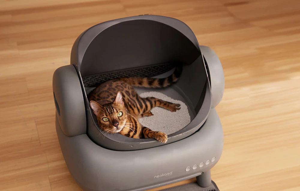 Vedere de sus a unui pisoi Bengal care stă confortabil în camera spațioasă a cutiei de gunoi automate.